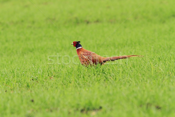 male pheasant on green lawn Stock photo © taviphoto