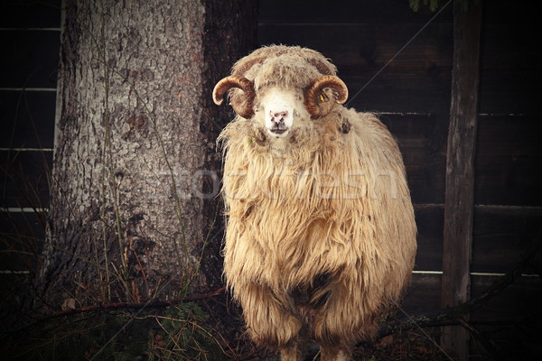 vintage image of a big ram Stock photo © taviphoto