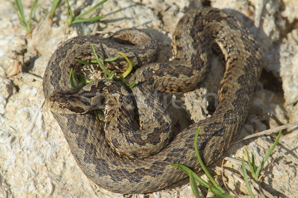 Männlich Wiese natürlichen Lebensraum Natur Schlange Stock foto © taviphoto