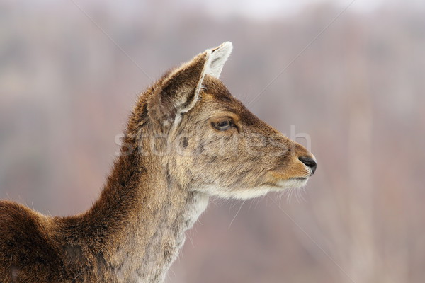 profile view of deer hind head Stock photo © taviphoto