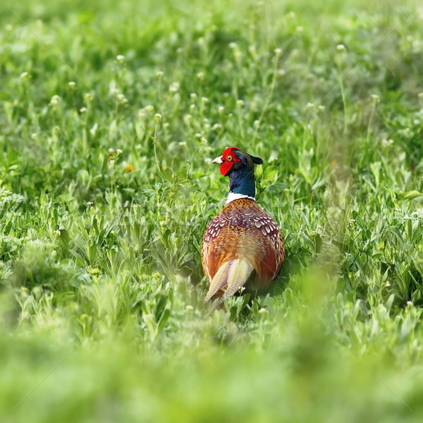 male common pheasant on green field Stock photo © taviphoto