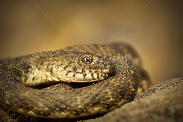 closeup of dice snake Stock photo © taviphoto