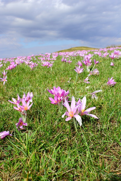 purple autumn crocus Stock photo © taviphoto