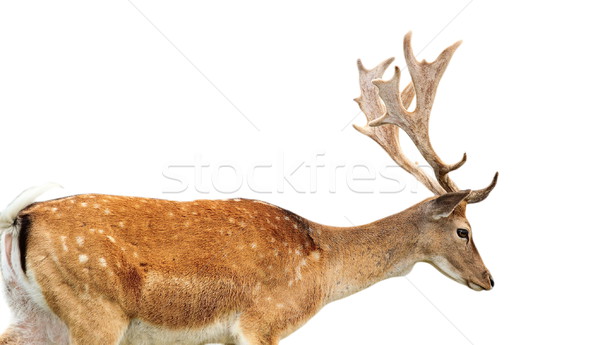 isolated fallow deer stag Stock photo © taviphoto