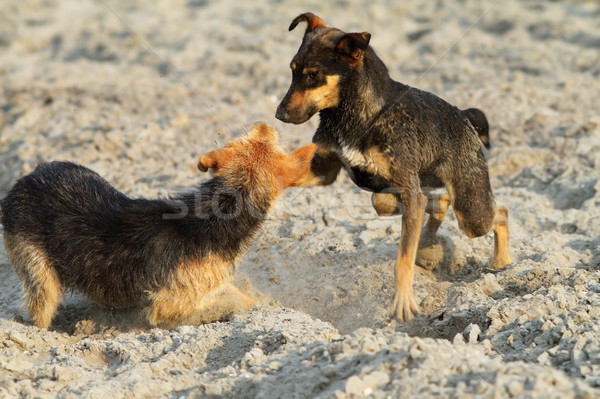dogs playing on the beach Stock photo © taviphoto
