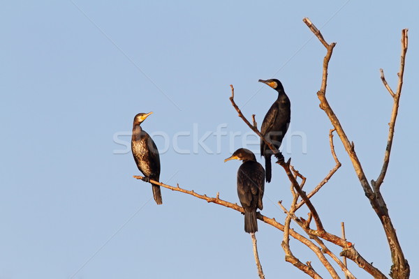 Stock photo: three great cormorants on the tree