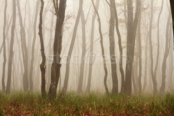 Misty matin bois résumé vue arbre [[stock_photo]] © taviphoto