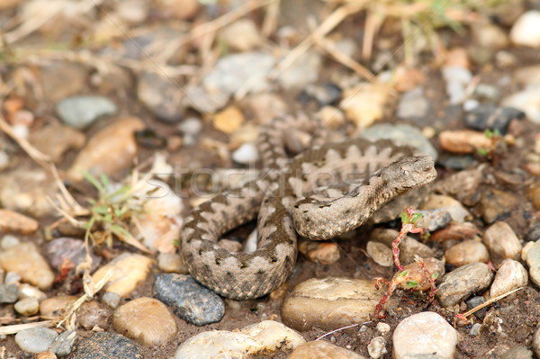 Foto stock: Arena · grava · europeo · serpiente · hermosa · miedo