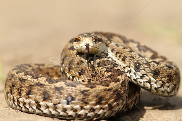the elusive hungarian  meadow viper Stock photo © taviphoto