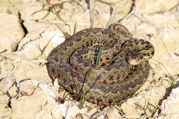 the rare meadow adder in its habitat Stock photo © taviphoto