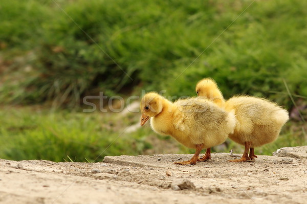 Cute Geel baby natuur vogel Stockfoto © taviphoto