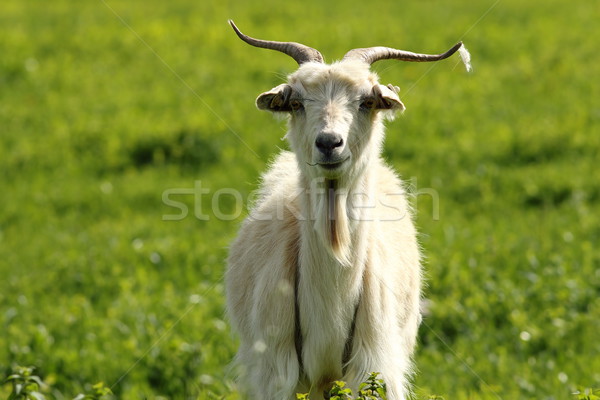 white male goat Stock photo © taviphoto