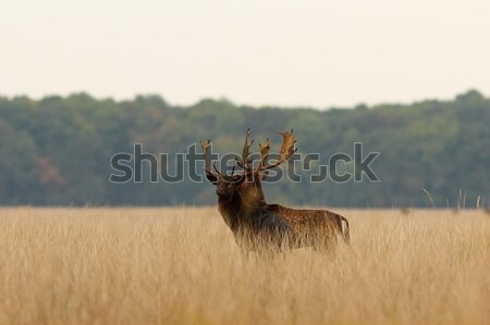fallow deer bucks after the fight Stock photo © taviphoto