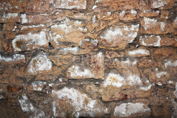 Velho stonewall porão úmido ambiente bactérias Foto stock © taviphoto