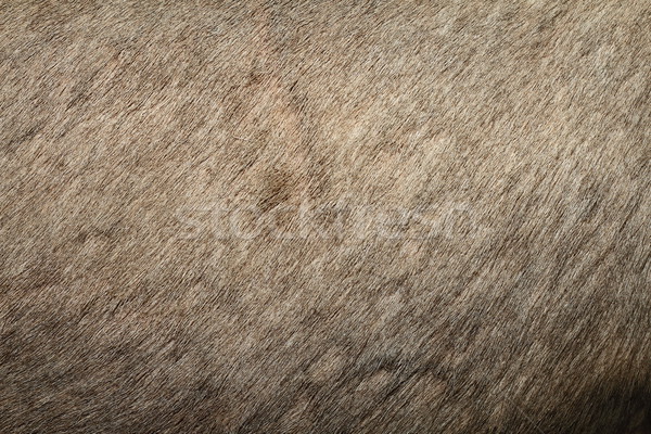 red deer textured pelt Stock photo © taviphoto