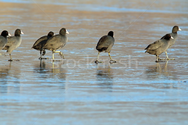 birds walking on frozen lake Stock photo © taviphoto