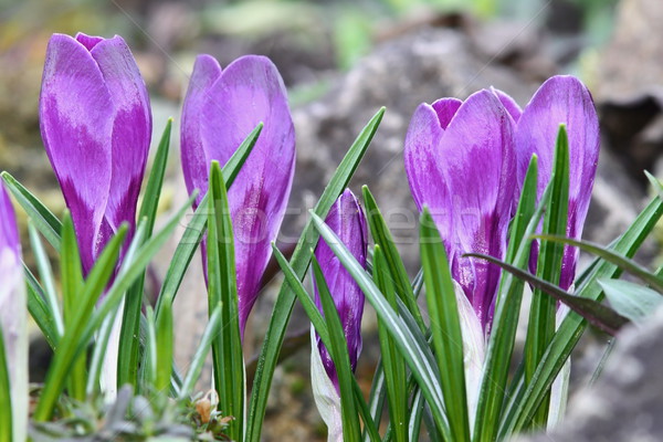 Stockfoto: Bewerkt · Blauw · saffraan · voorjaar · krokus · bloem