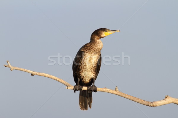 Stock photo: great cormorant on branch