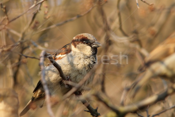 male house sparrow on a bush Stock photo © taviphoto