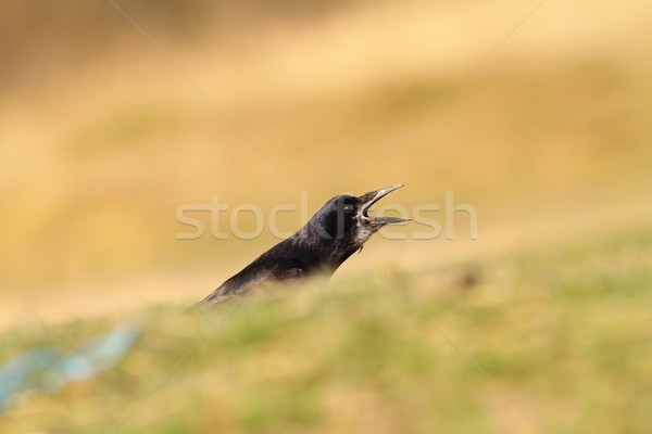 crow singing in green field Stock photo © taviphoto