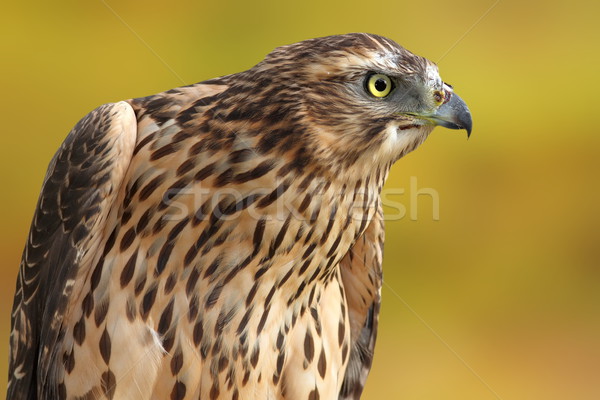 Stockfoto: Uit · focus · portret · oog · achtergrond · groene