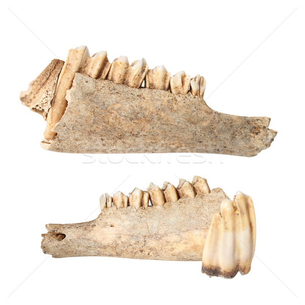 cervus elaphus mandible on white Stock photo © taviphoto