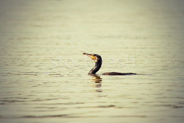 abstract image of great cormorant Stock photo © taviphoto