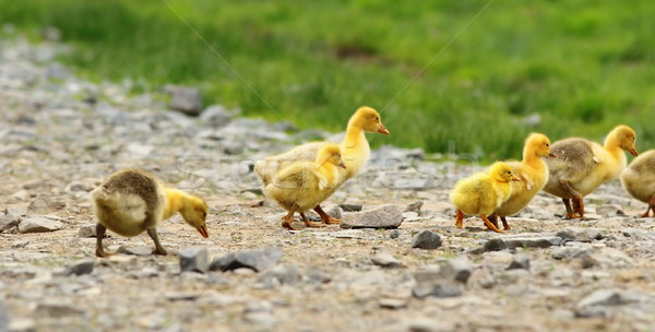 cute yellow goslings Stock photo © taviphoto