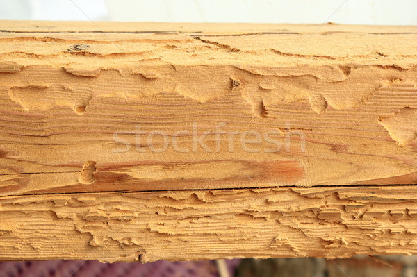house longhorn beetle attack on spruce wood Stock photo © taviphoto