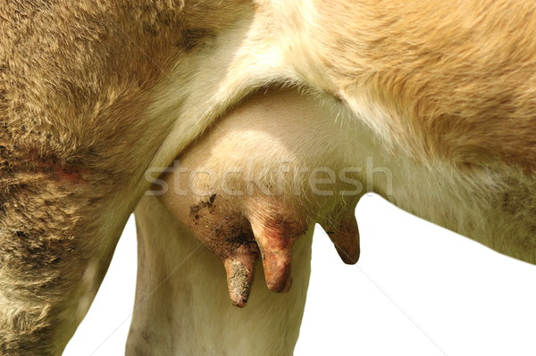 cow udder over white Stock photo © taviphoto