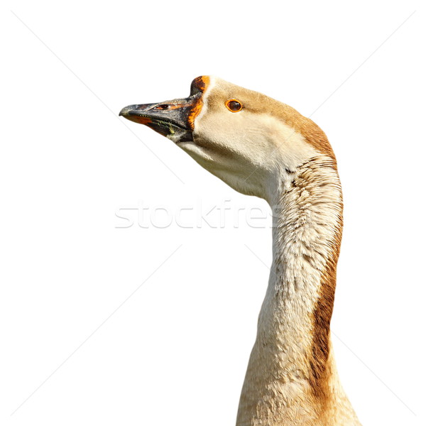 Stock photo: isolated goose portrait