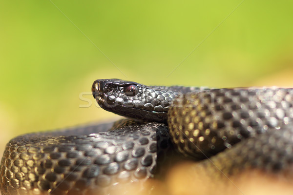 Preto europeu floresta natureza serpente Foto stock © taviphoto