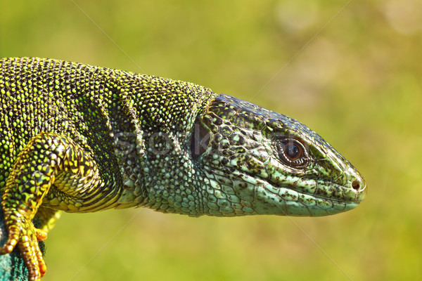 side view of green lizard head Stock photo © taviphoto