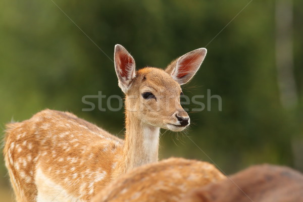 dama calf on green background Stock photo © taviphoto