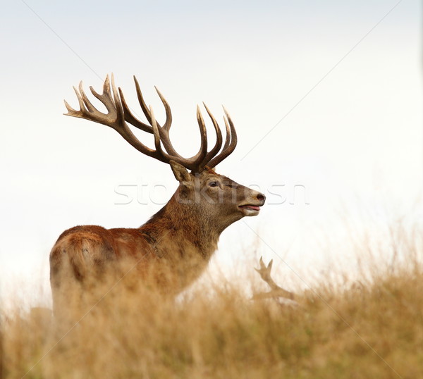 male cervus elaphus in mating season Stock photo © taviphoto