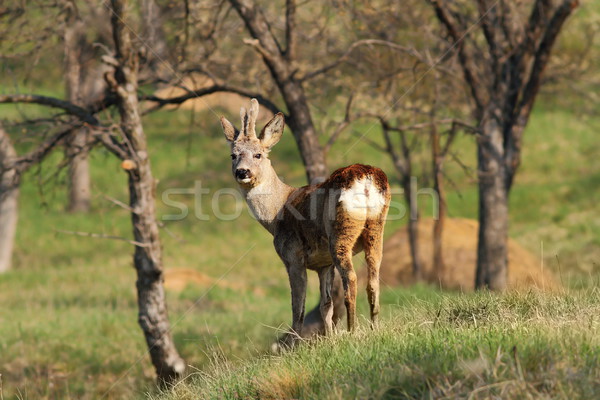 Stock photo: young male roe deer