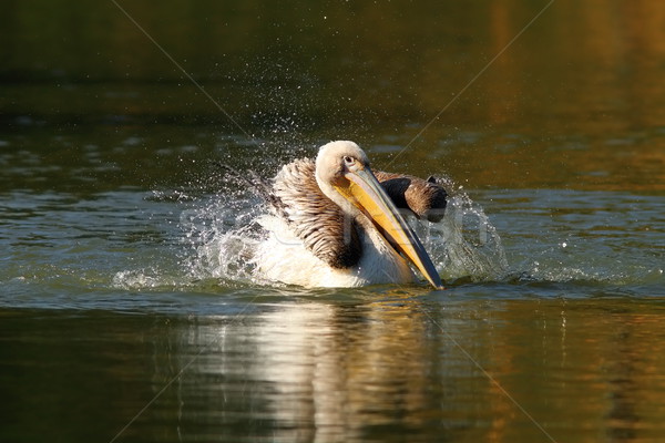 juvenile pelican playing on water Stock photo © taviphoto