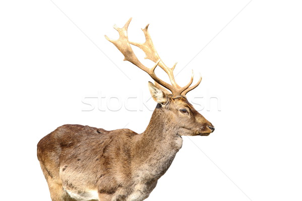 isolated young fallow deer male Stock photo © taviphoto