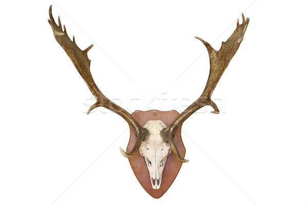 majestic fallow deer hunting trophy over white Stock photo © taviphoto