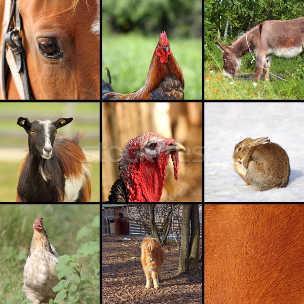 nine animals from the farm Stock photo © taviphoto