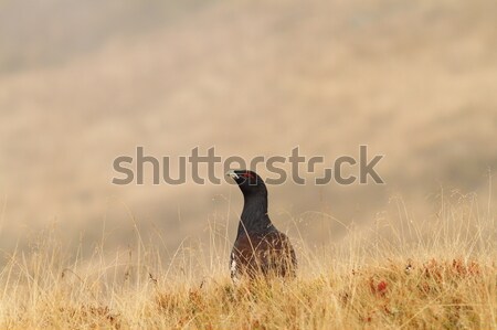 Stock photo: tetrao urogallus on mountain field