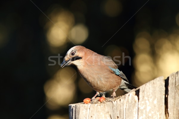 european jay on a stump Stock photo © taviphoto