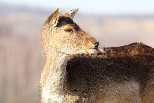 funny fallow deer hind Stock photo © taviphoto