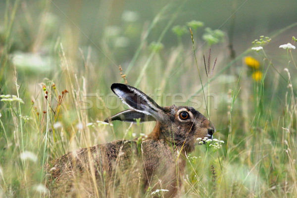 wild brown european hare Stock photo © taviphoto