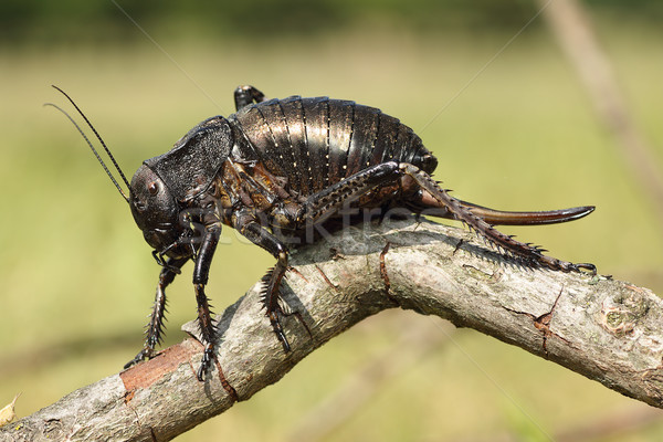 big bellied cricket on twig Stock photo © taviphoto