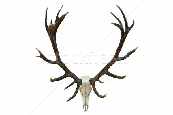 huge red deer skull with beautiful antlers Stock photo © taviphoto