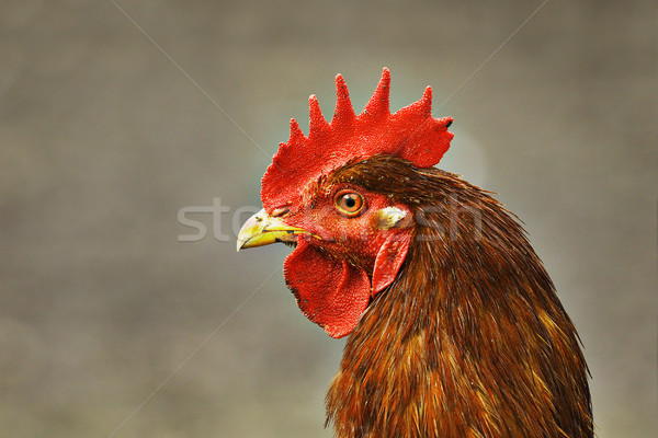 Portret krajowy beżowy kura na zewnątrz skupić Zdjęcia stock © taviphoto