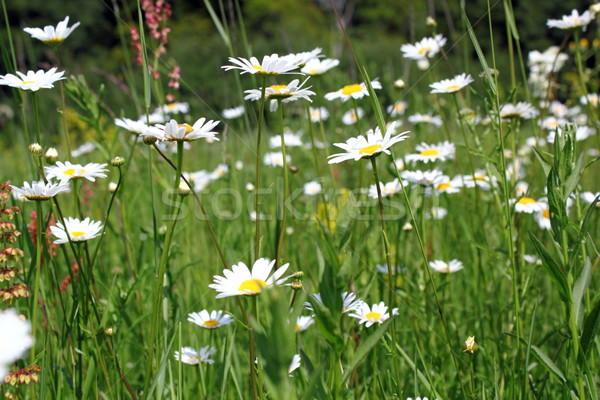 field full of wild daisies Stock photo © taviphoto