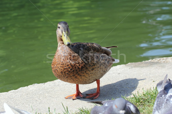 mallard duck near the lake Stock photo © taviphoto