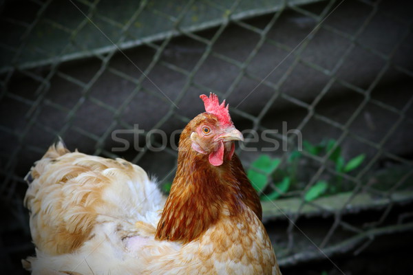 Portret colorat maro gaina fermă sârmă Imagine de stoc © taviphoto